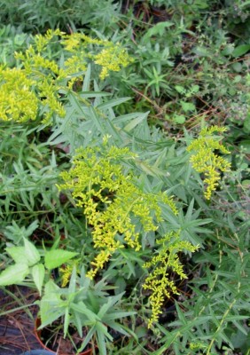 Sweet Goldenrod